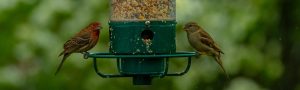 Double JB Feeds - Bird Feeders and Bird Seed