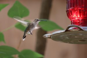 Bird Feeders and Bird Seed - Double JB Feeds