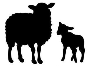 Sheep/ Ewe Supplies - Double JB Feeds