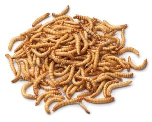 Dried Mealworms Bulk - Double JB Feeds